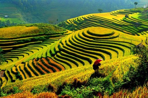 What is the Best Time to visit Sapa Rice Fields