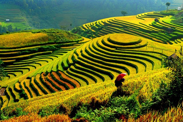 Sapa Tour - Return To Hanoi By Limousine Van / Bus (B/L)